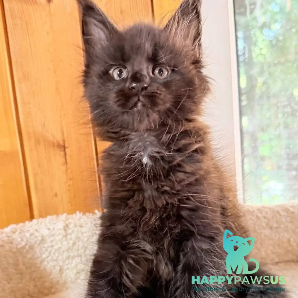 Olenna Maine Coon female black with white - live animals