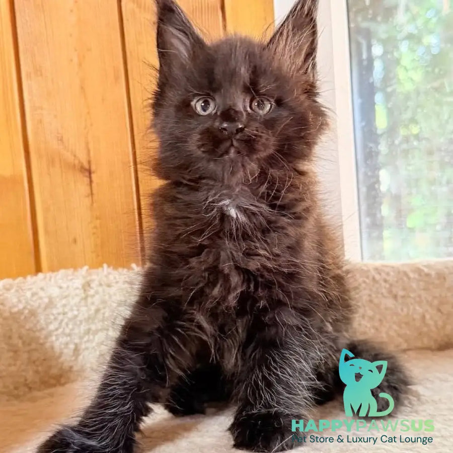 Olenna Maine Coon female black with white - live animals