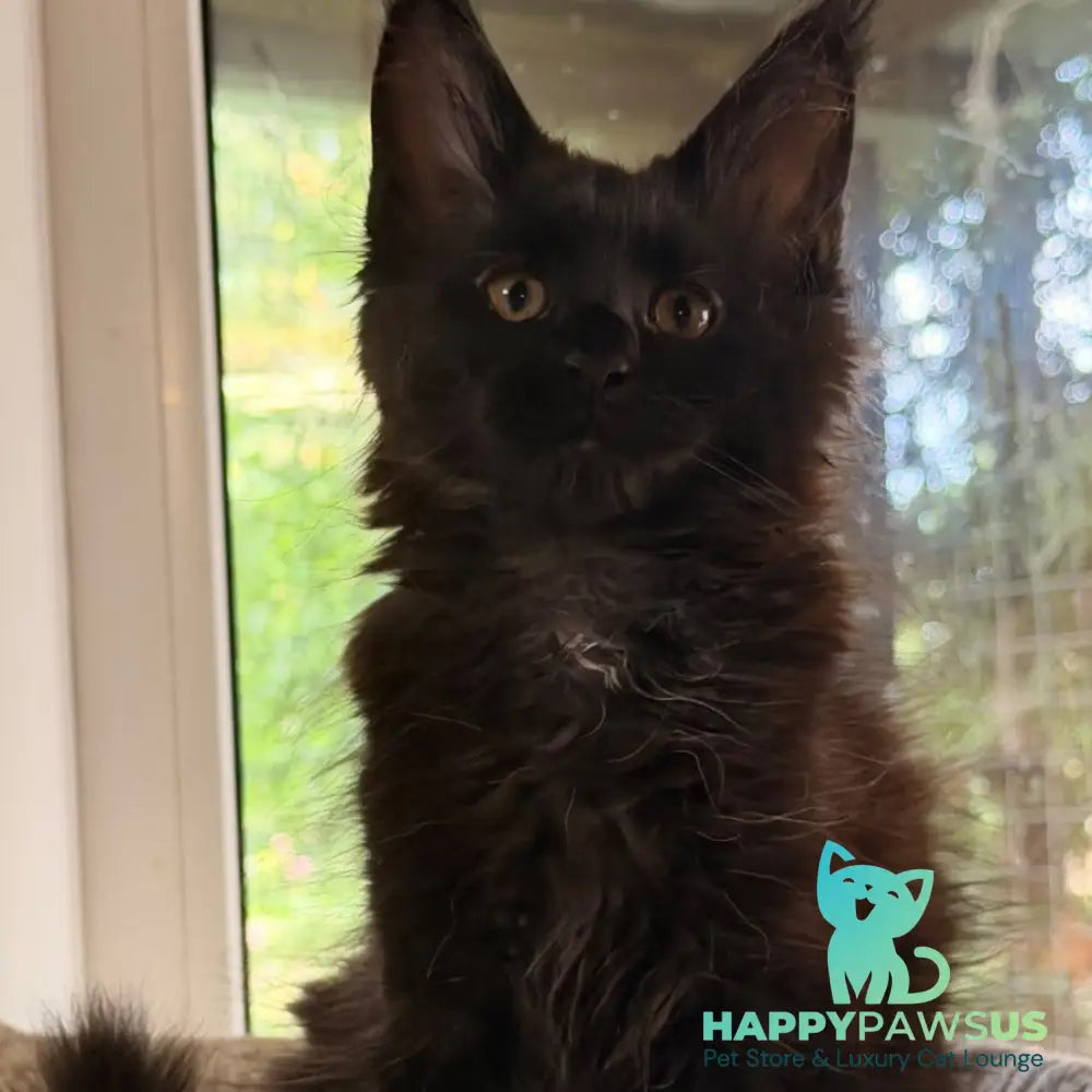 Olenna Maine Coon female black with white - live animals