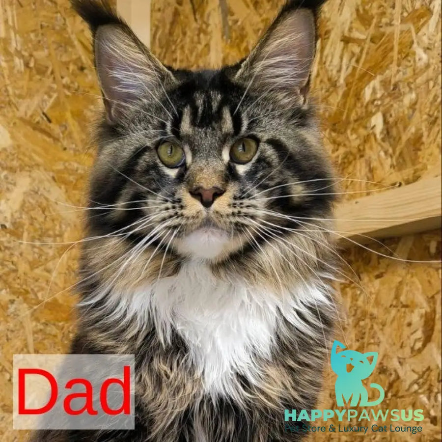 Olenna Maine Coon female black with white - live animals