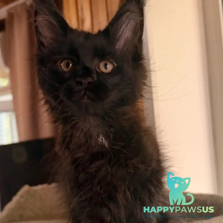Olenna Maine Coon female black with white - live animals