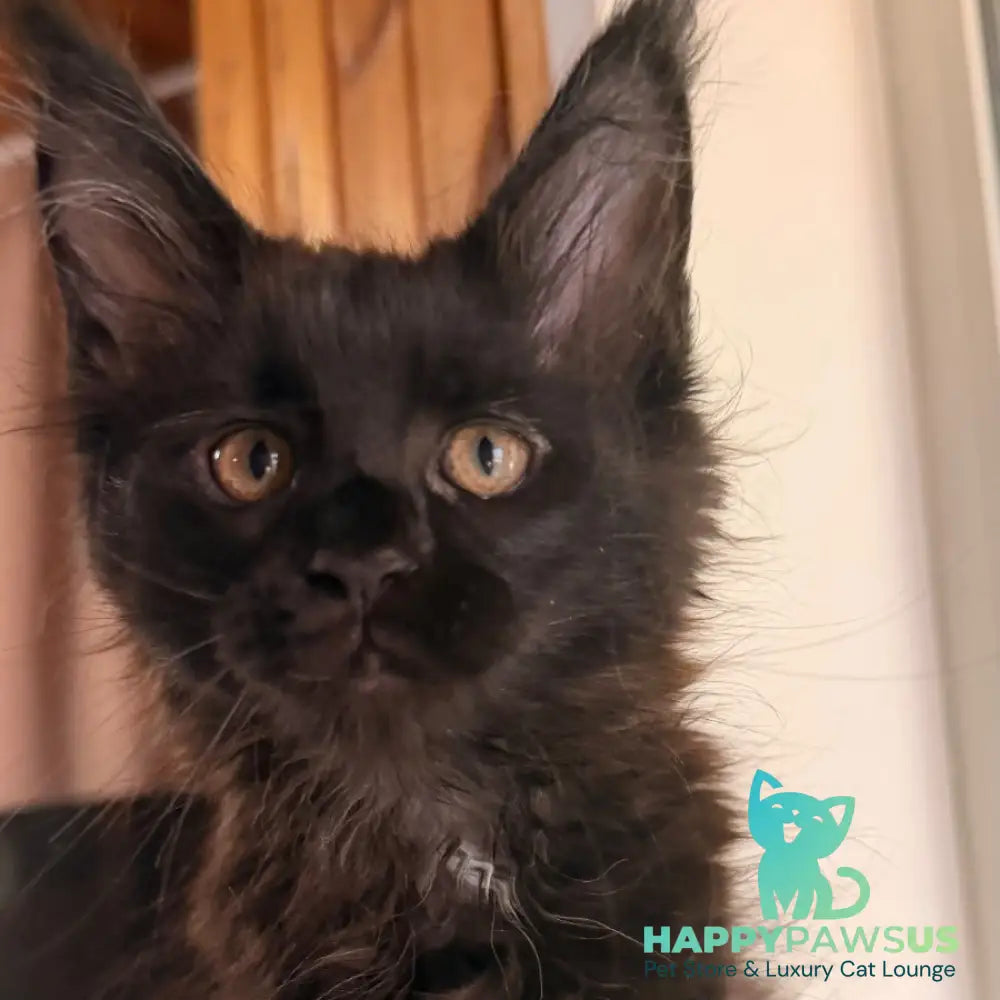 Olenna Maine Coon female black with white - live animals