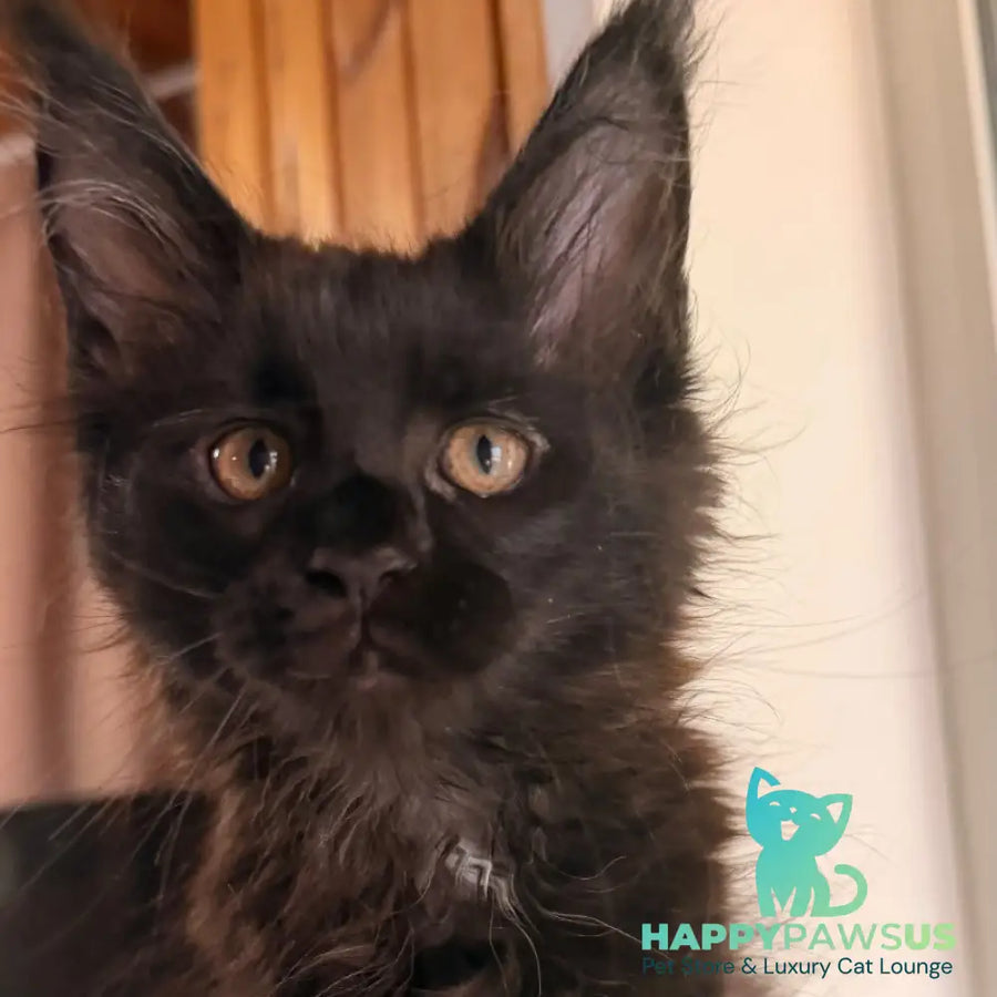 Olenna Maine Coon female black with white - live animals