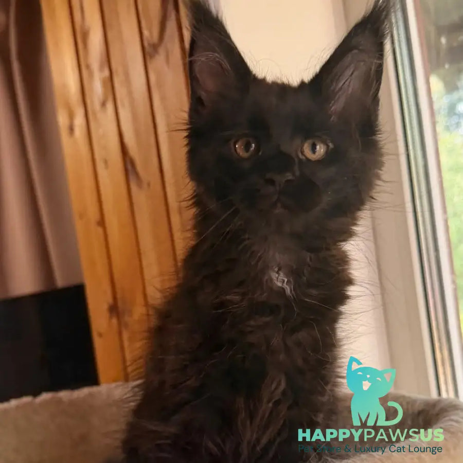 Olenna Maine Coon female black with white - live animals