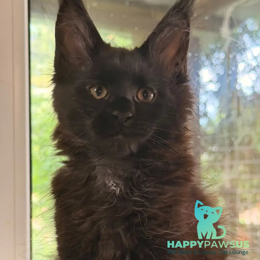 Olenna Maine Coon female black with white - live animals
