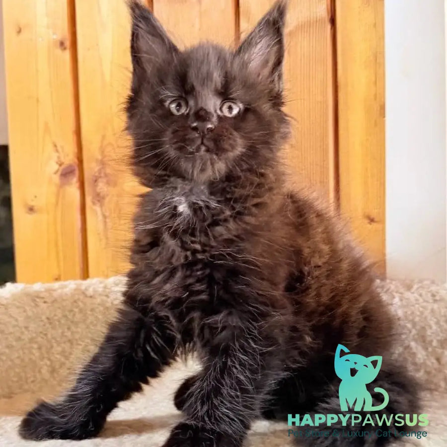 Olenna Maine Coon female black with white - live animals