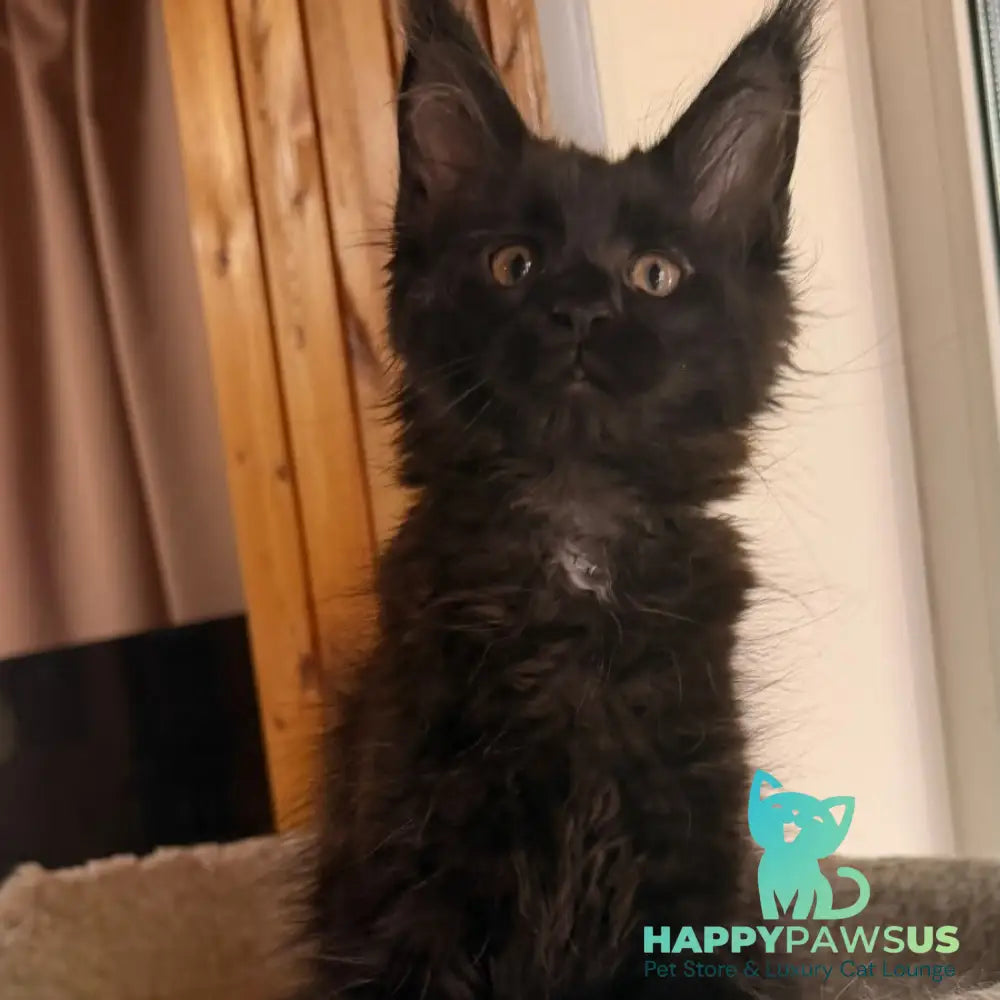 Olenna Maine Coon female black with white - live animals