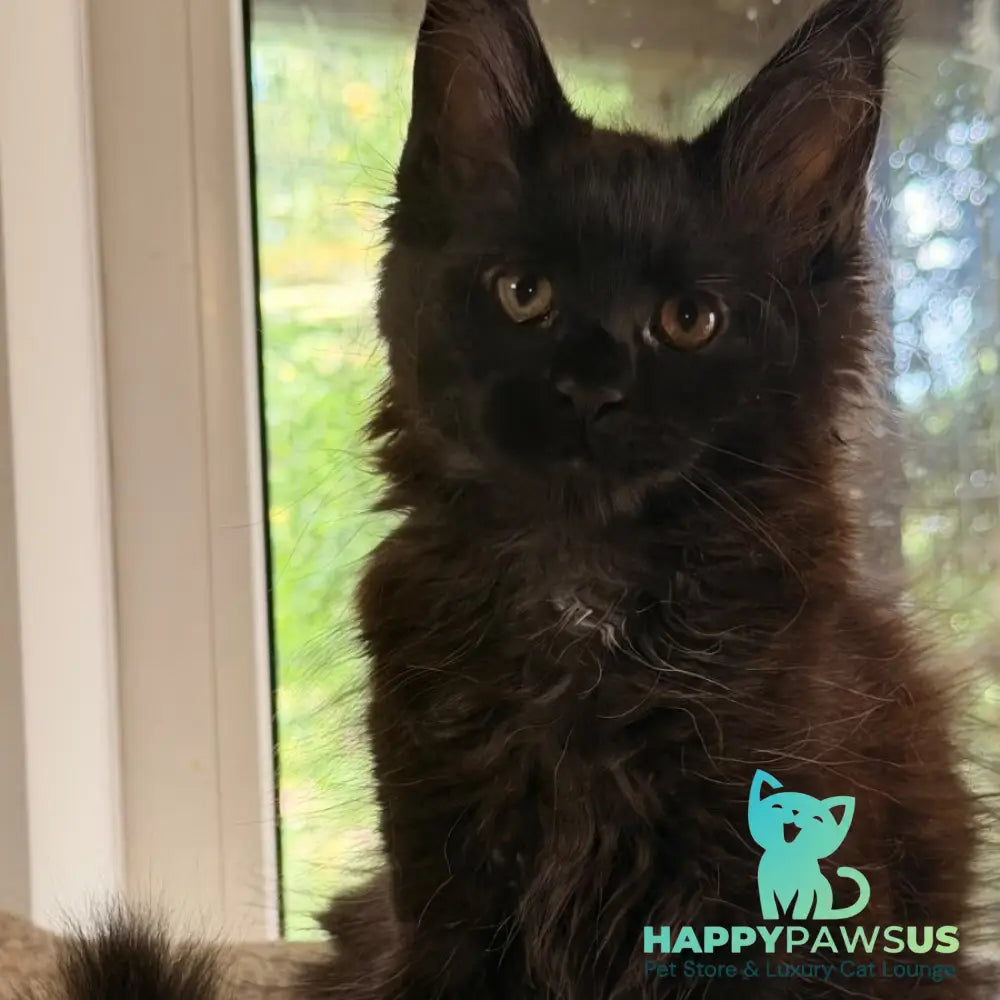 Olenna Maine Coon female black with white - live animals