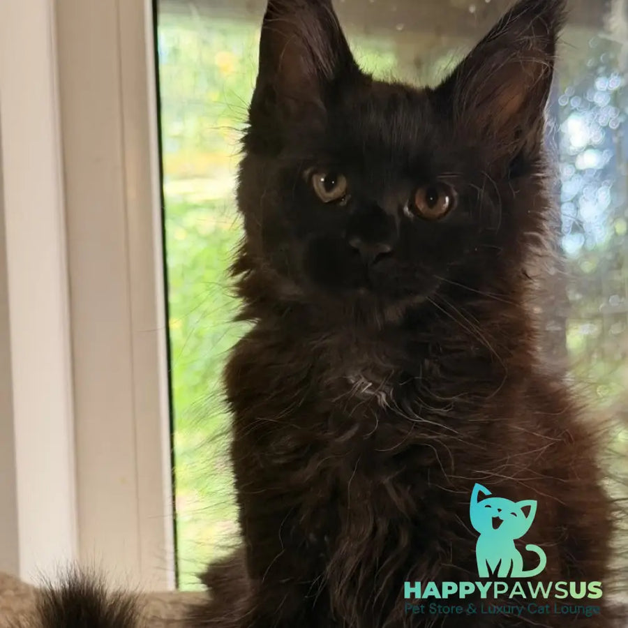 Olenna Maine Coon female black with white - live animals