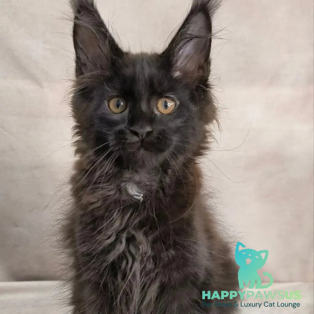 Olenna Maine Coon female black with white - live animals