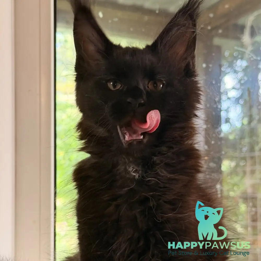 Olenna Maine Coon female black with white - live animals