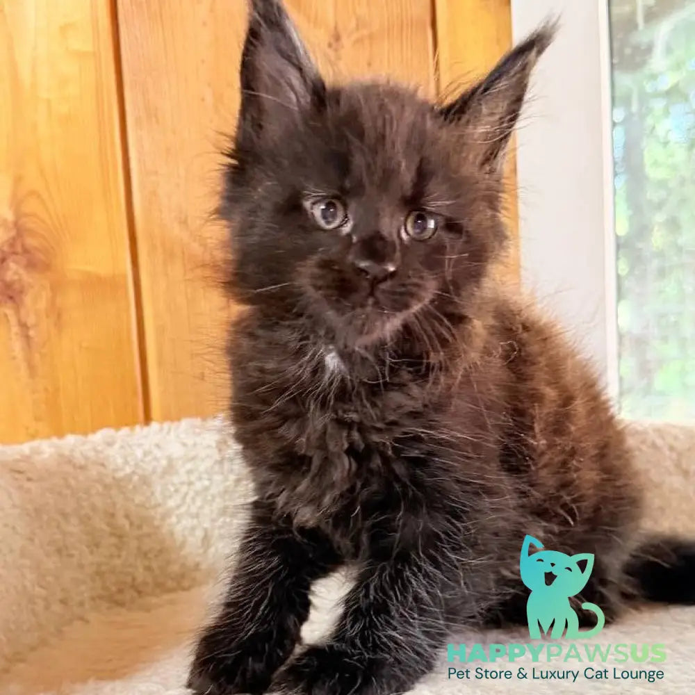 Olenna Maine Coon female black with white - live animals