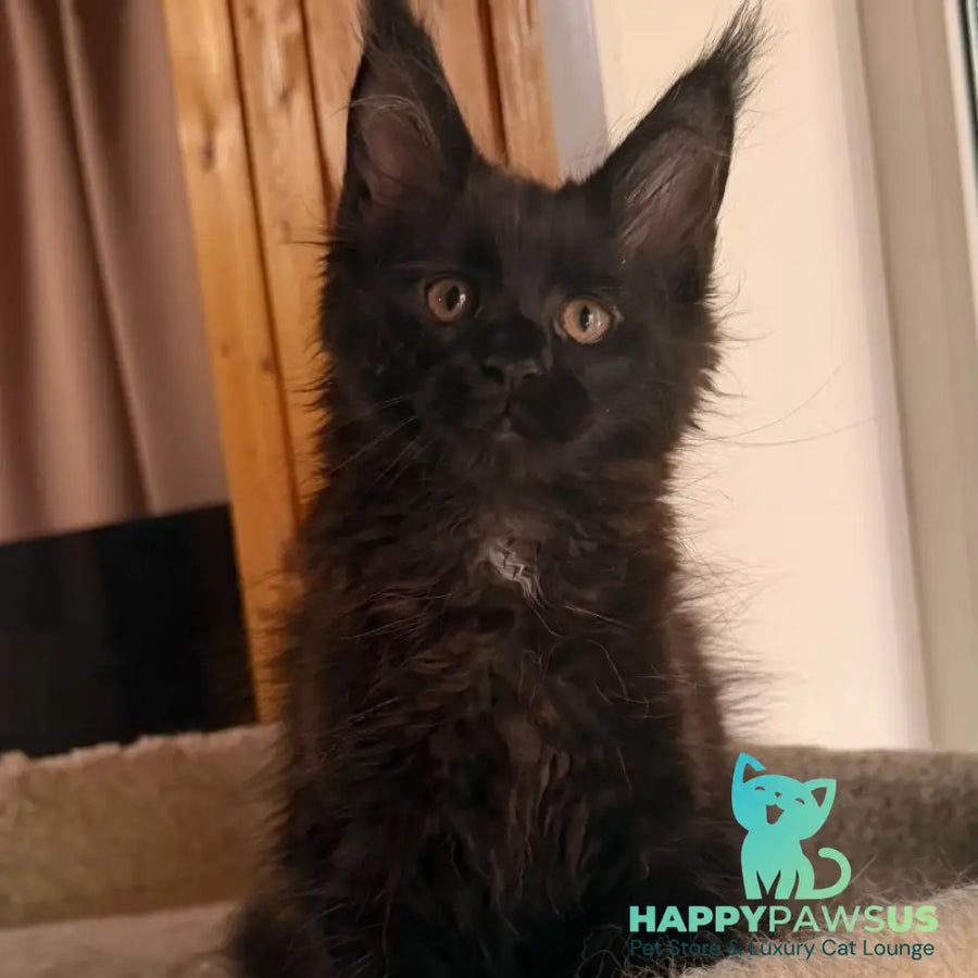Olenna Maine Coon female black with white - live animals