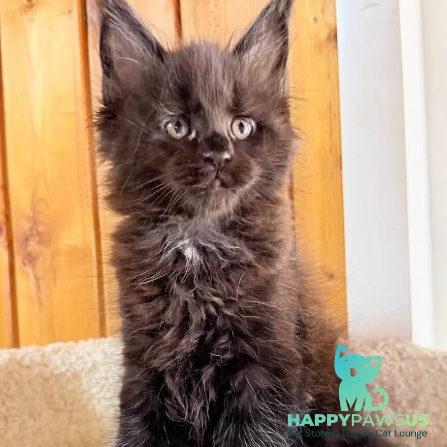 Olenna Maine Coon female black with white - live animals