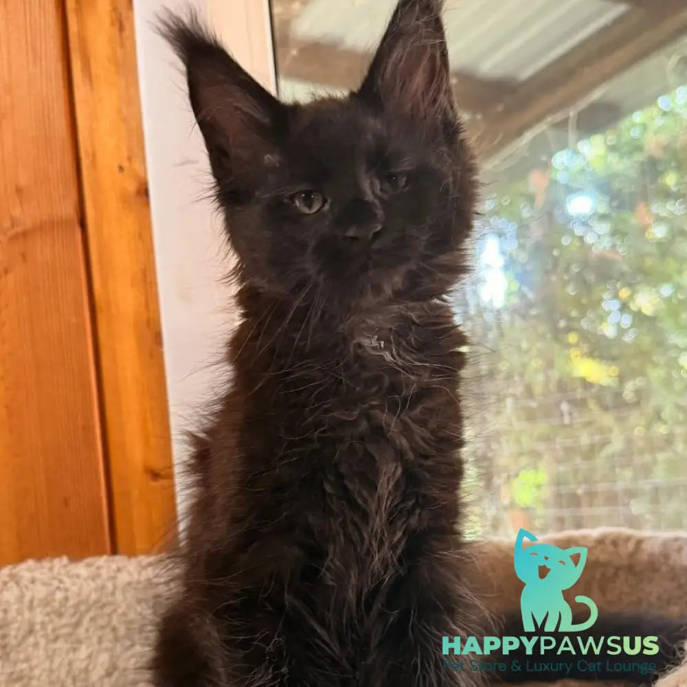 Olenna Maine Coon female black with white - live animals