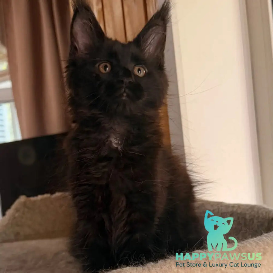 Olenna Maine Coon female black with white - live animals
