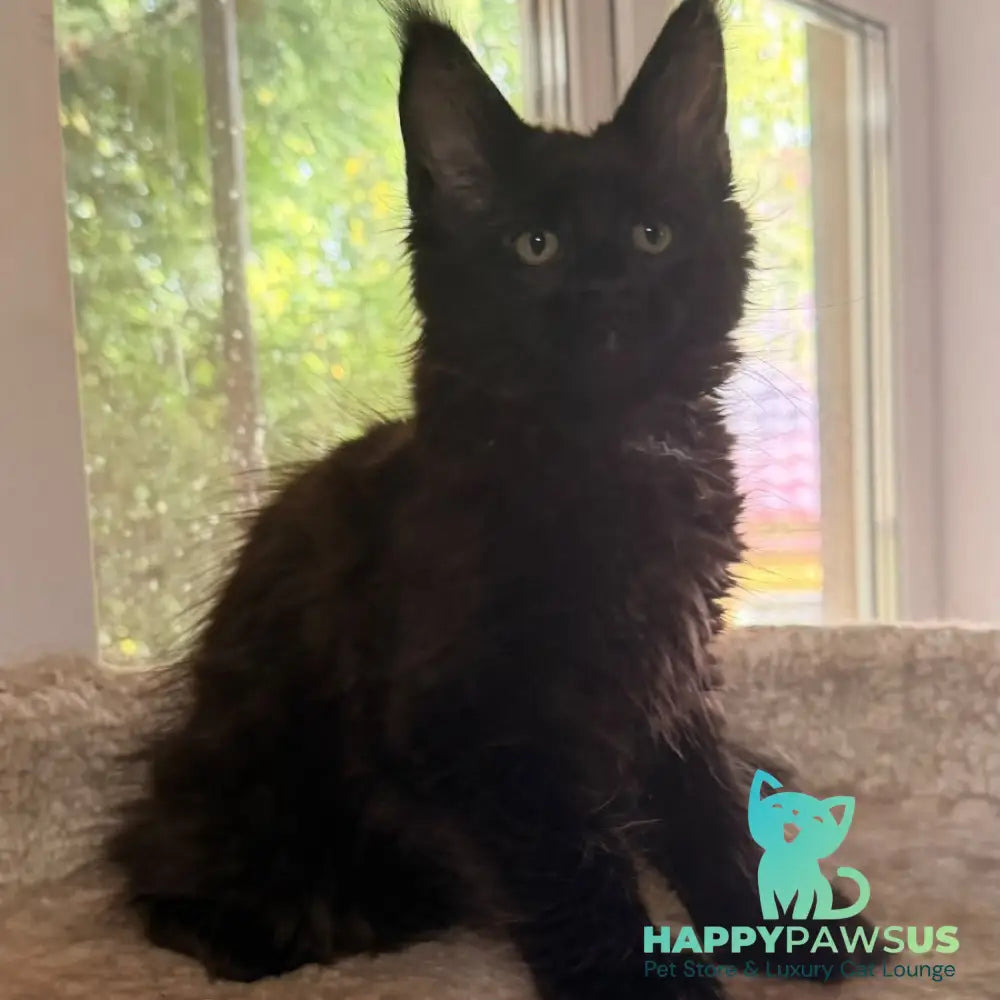 Olenna Maine Coon female black with white - live animals