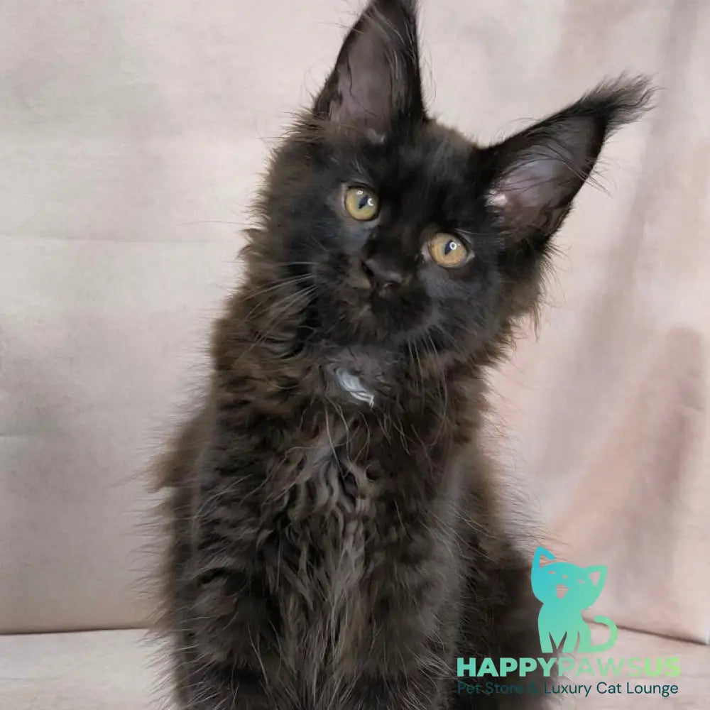 Olenna Maine Coon female black with white - live animals