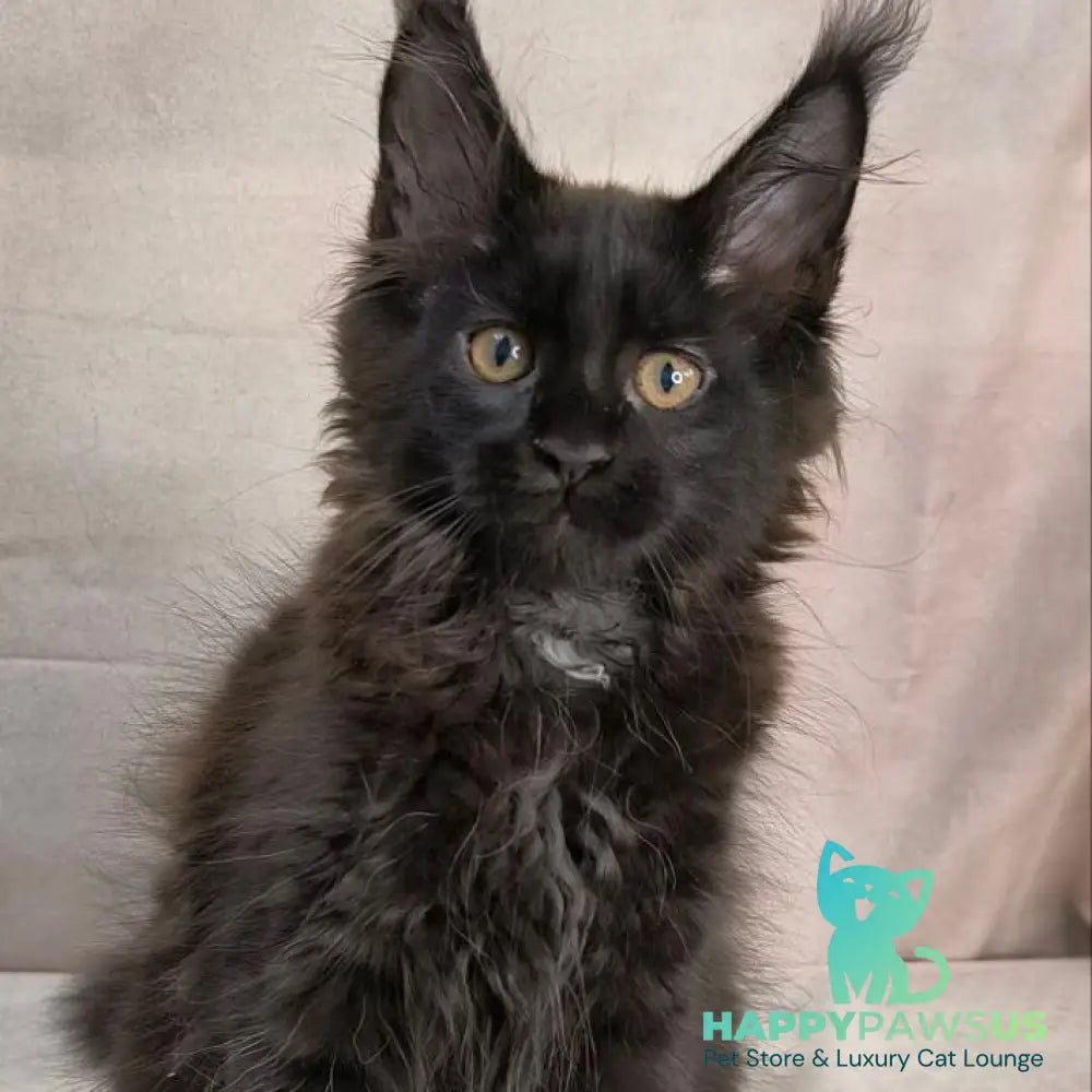 Olenna Maine Coon female black with white - live animals
