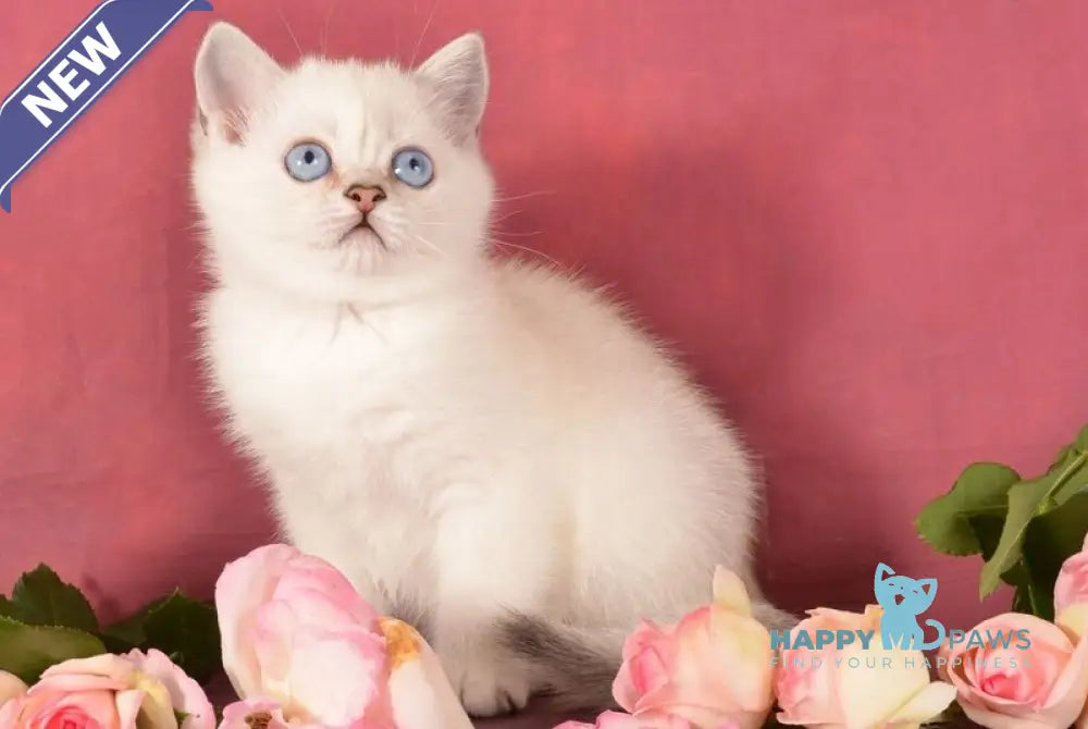 Olesya Scottish Straight female black silver shaded pointed live animals