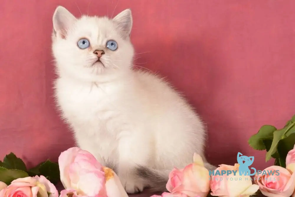 Olesya Scottish Straight female black silver shaded pointed live animals