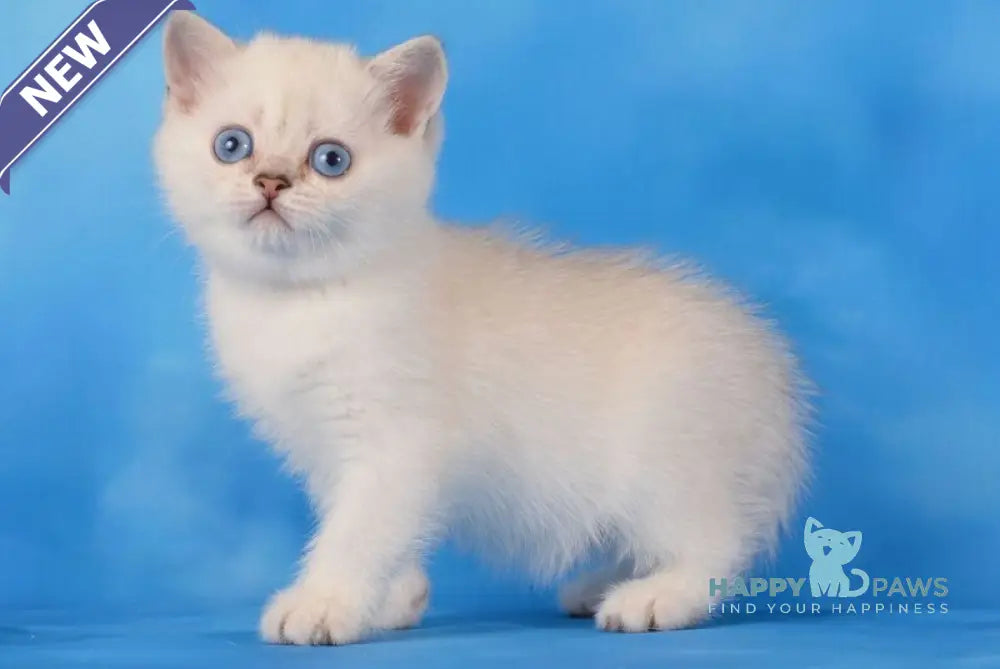 Olesya Scottish Straight female black silver shaded pointed live animals