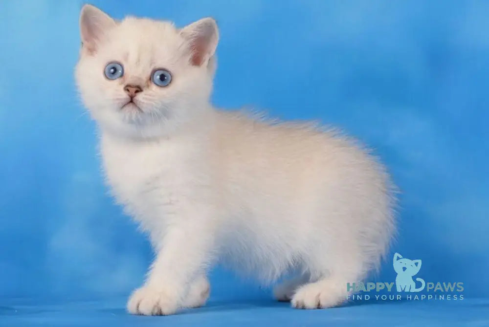 Olesya Scottish Straight female black silver shaded pointed live animals