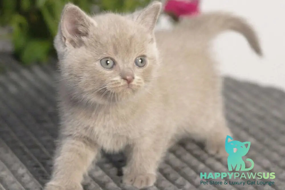 Olex British Shorthair male lilac - live animals