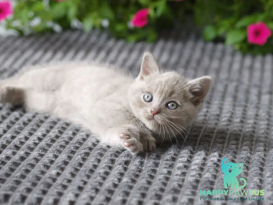 Olex British Shorthair male lilac - live animals
