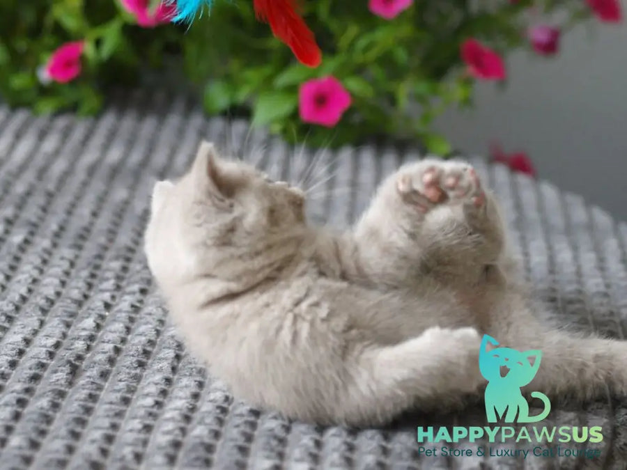Olex British Shorthair male lilac - live animals