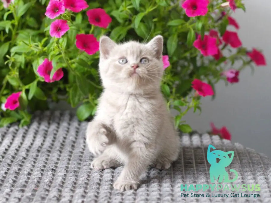 Olex British Shorthair male lilac - live animals