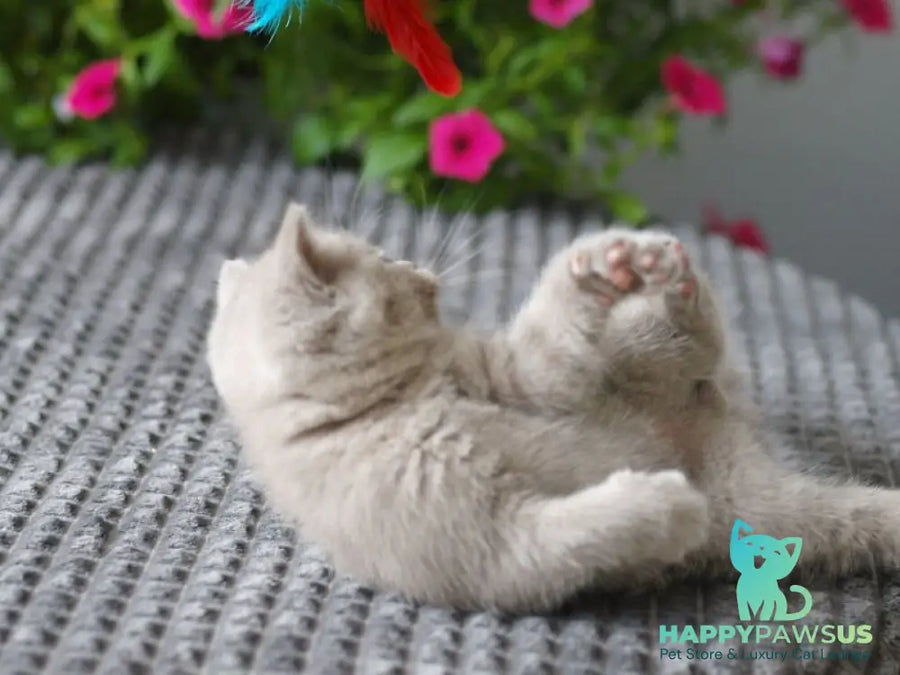 Olex British Shorthair male lilac - live animals