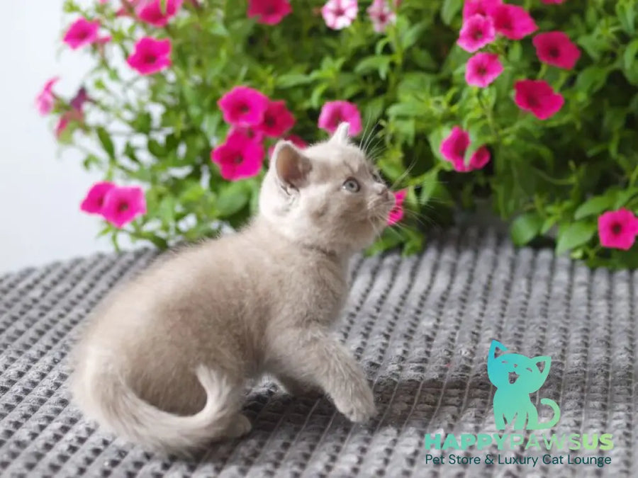 Olex British Shorthair male lilac - live animals