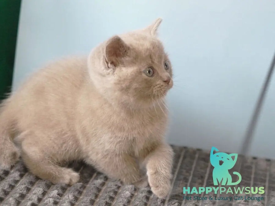 Olex British Shorthair male lilac - live animals