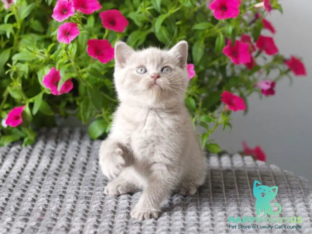 Olex British Shorthair male lilac - live animals