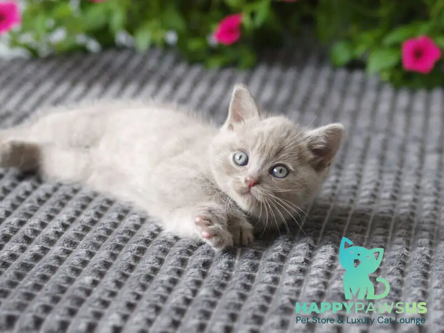 Olex British Shorthair male lilac - live animals