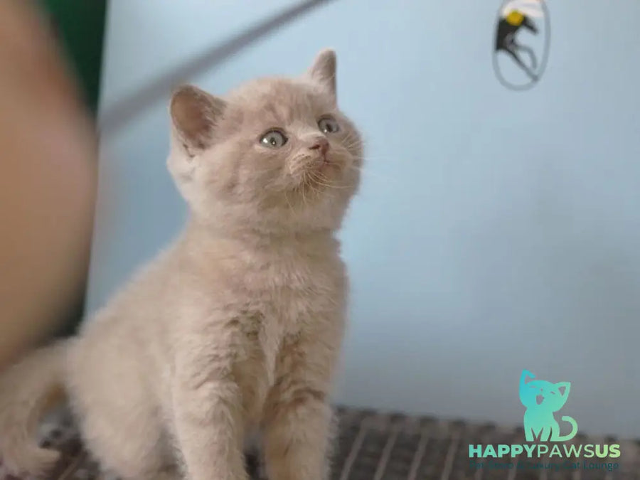 Olex British Shorthair male lilac - live animals