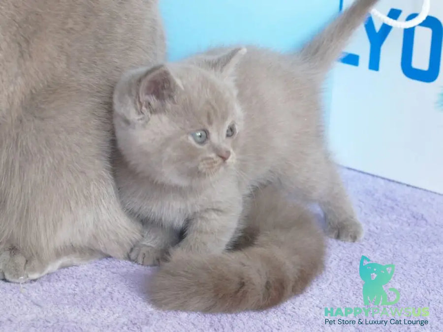Olex British Shorthair male lilac - live animals