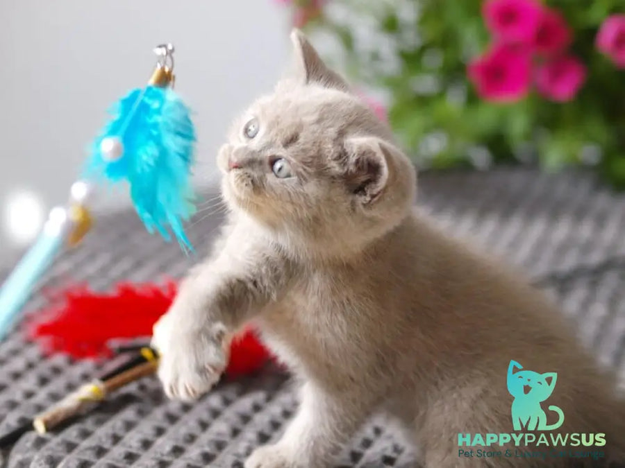 Olex British Shorthair male lilac - live animals