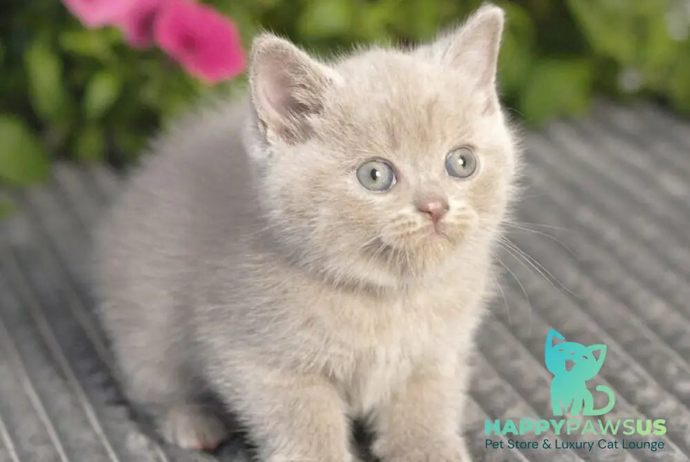 Olex British Shorthair male lilac - live animals