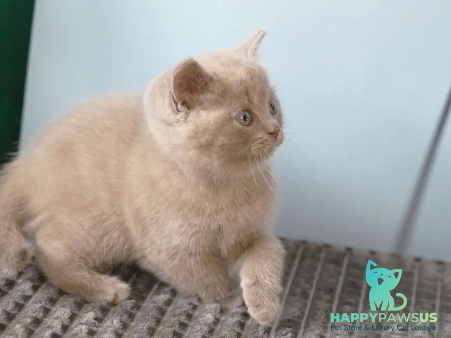 Olex British Shorthair male lilac - live animals