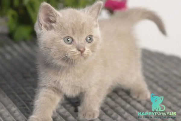 Olex British Shorthair male lilac - live animals