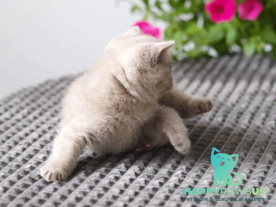 Olex British Shorthair male lilac - live animals