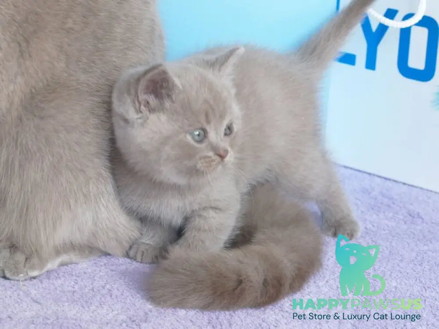 Olex British Shorthair male lilac - live animals