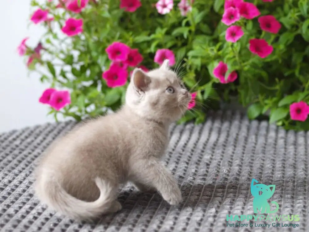Olex British Shorthair male lilac - live animals