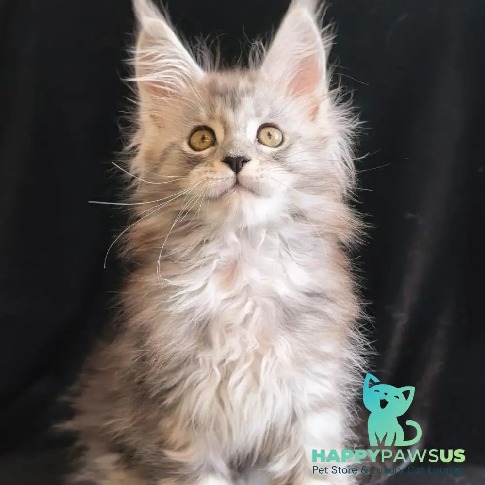 Olga Maine Coon polydactyl 6x6x6x6 female black silver tabby - live animals