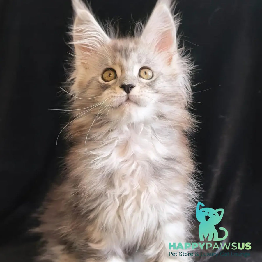 Olga Maine Coon polydactyl 6x6x6x6 female black silver tabby - live animals