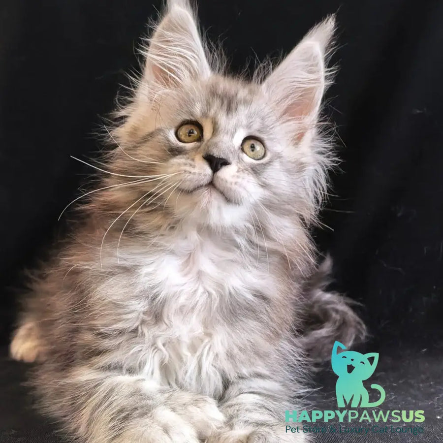 Olga Maine Coon polydactyl 6x6x6x6 female black silver tabby - live animals