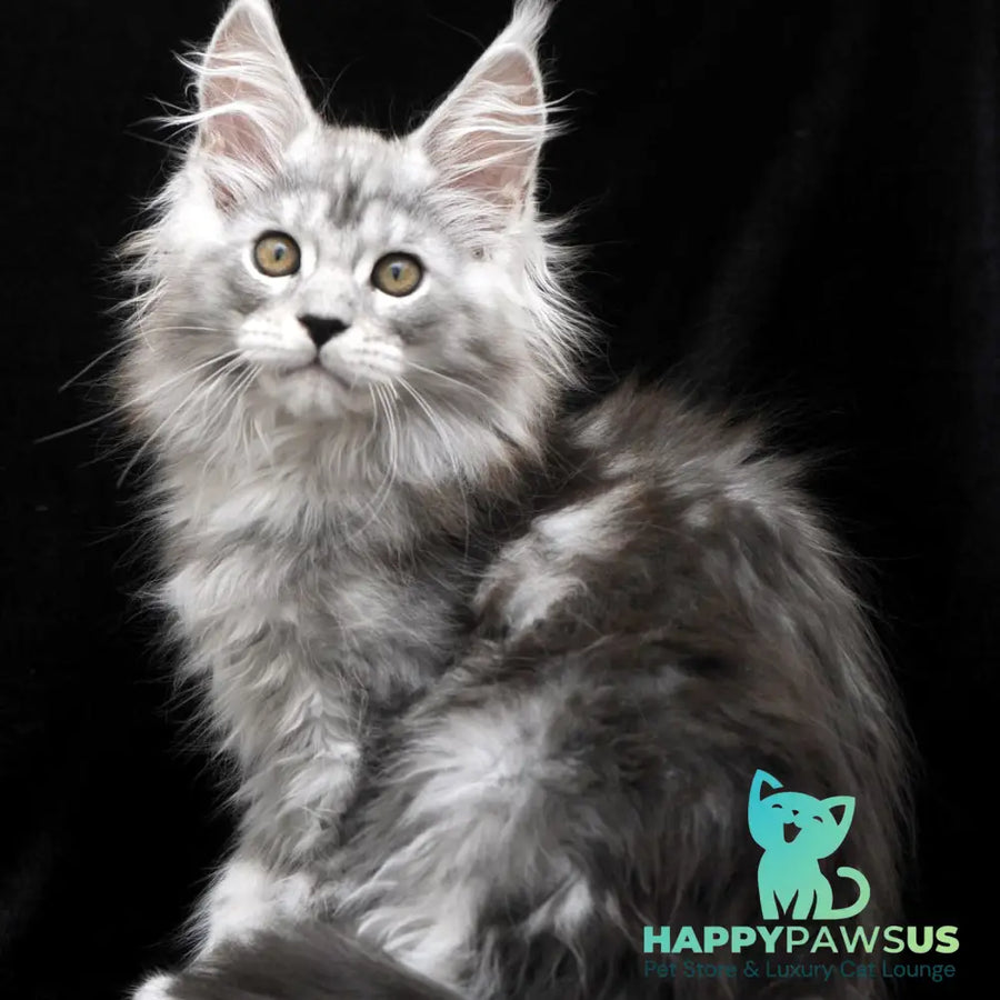 Olga Maine Coon polydactyl 6x6x6x6 female black silver tabby - live animals