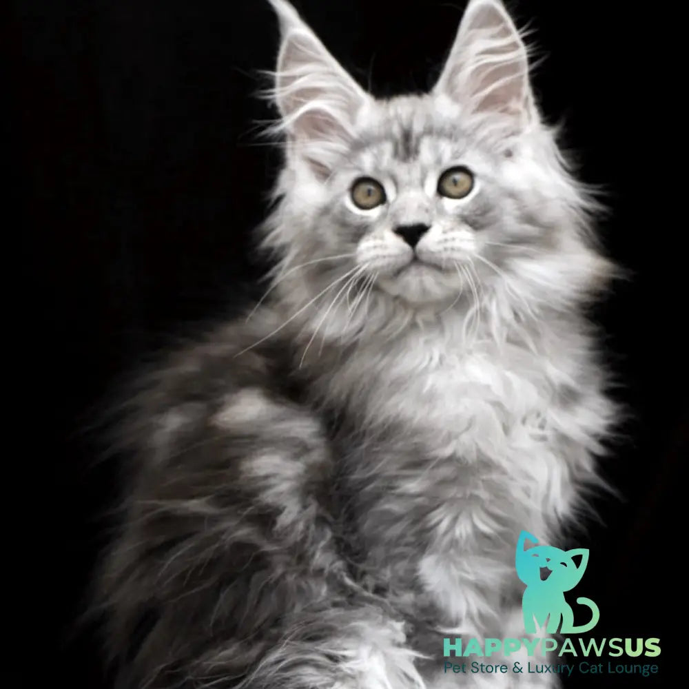 Olga Maine Coon polydactyl 6x6x6x6 female black silver tabby - live animals